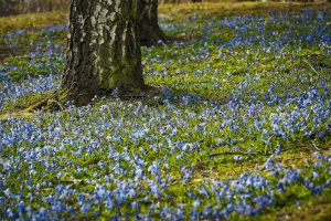 Sternhyazinthen auf einer Parkwiese