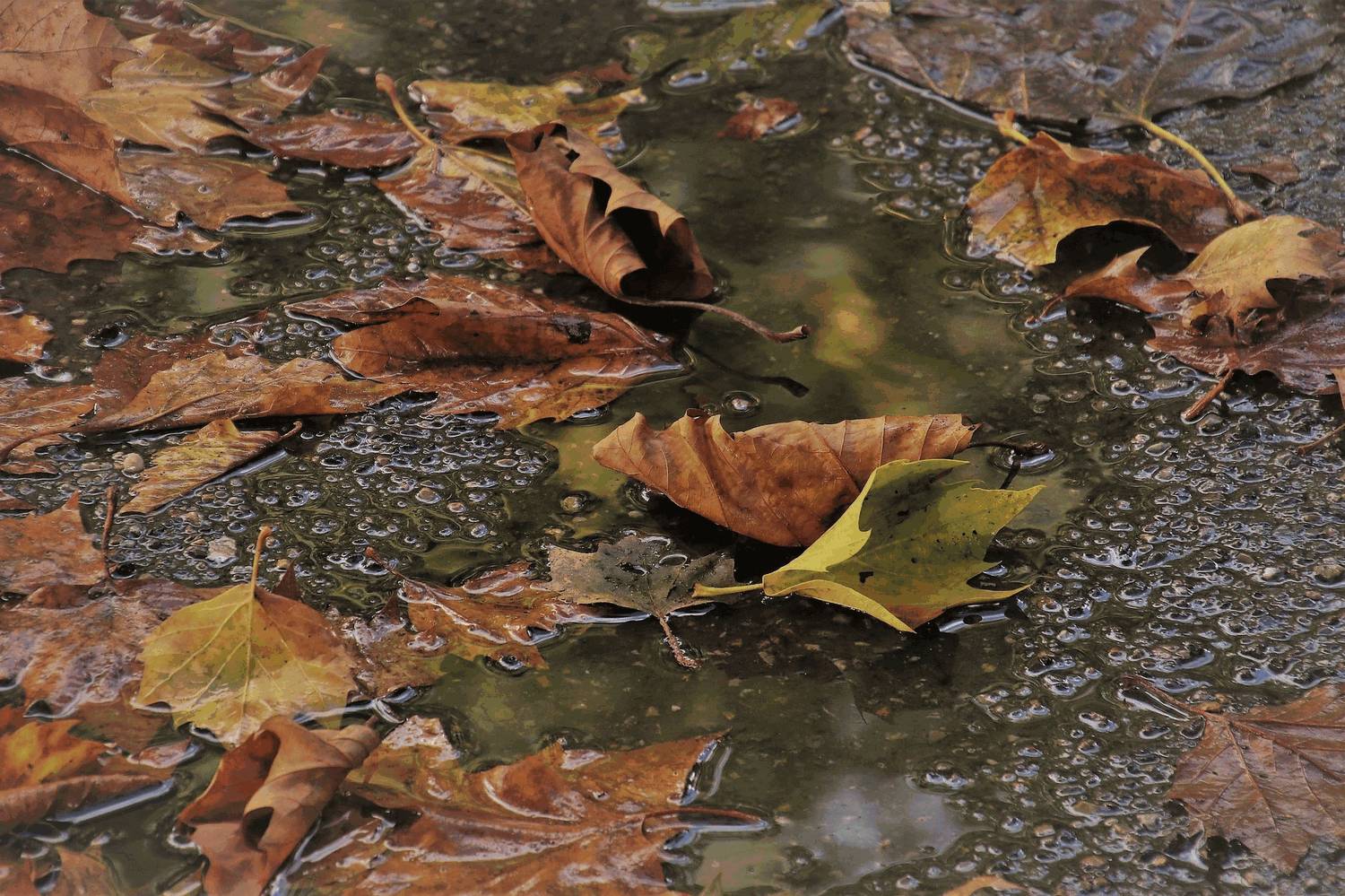 Herbstzeit ist Erkältungszeit, aber nicht zwangsläufig!