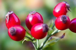 Hagebutte - Frucht der Wildrose