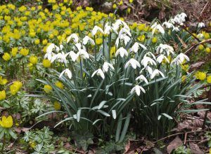 Frühjahrsblüher - Winterling mit Schneeglöckchen